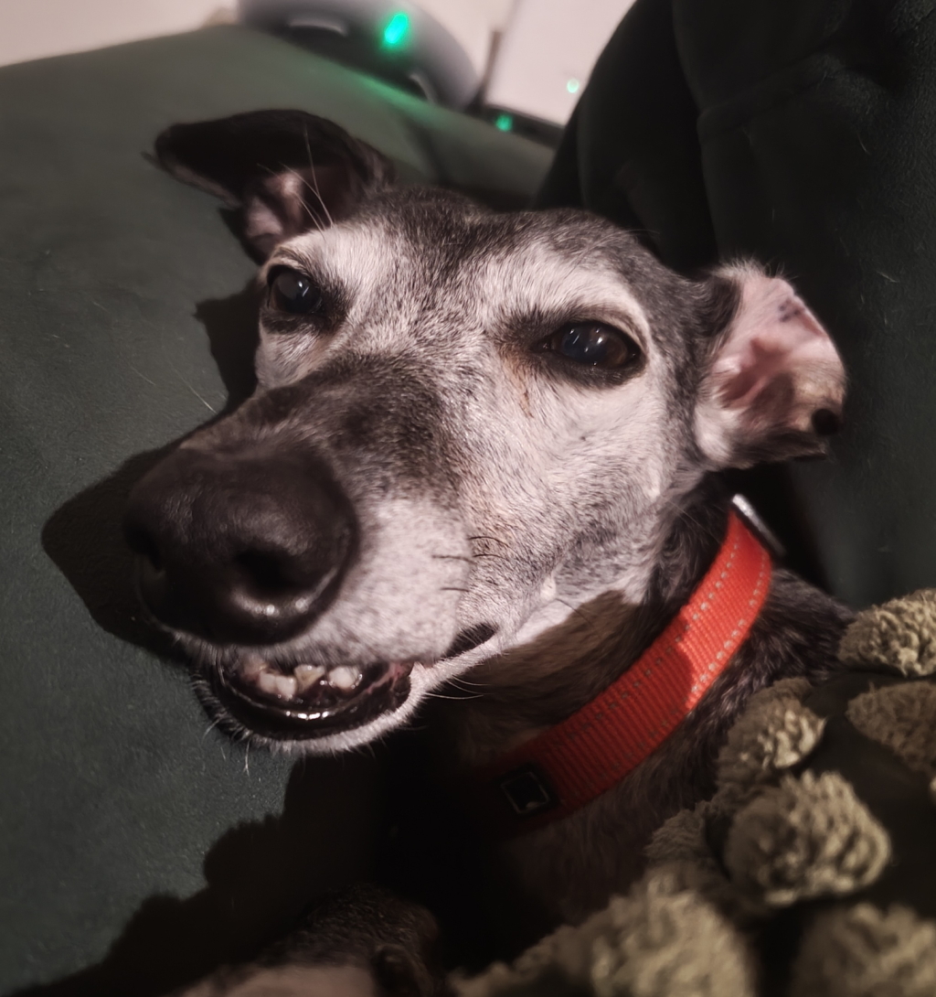 A photo of Kiki my whippet, who is tired from too much borking